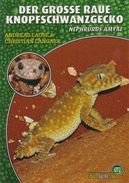 Der Große Raue Knopfschwanzgecko